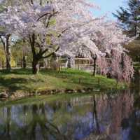 札幌一個公園隨手拍拍就美成這樣