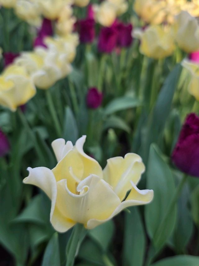 Beautiful Flowers at Flower Dome SG