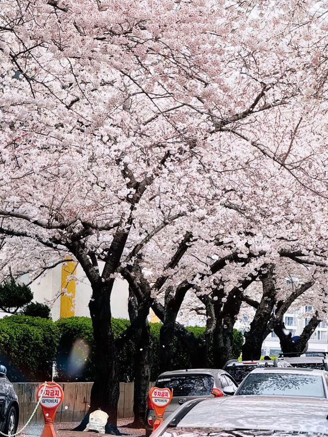 🌸 Busan | Cherry Blossoms in Full Bloom (With Travel Tips!)
