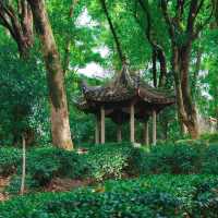 ​滿庭芳郊野花園 - 綠油油的世界