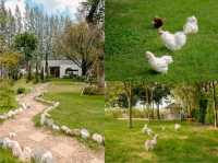 Trio Farm cafe