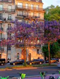 Springtime in Paris: Wisteria Blossoms Under the Eiffel Tower at Sunset 🌸🌅