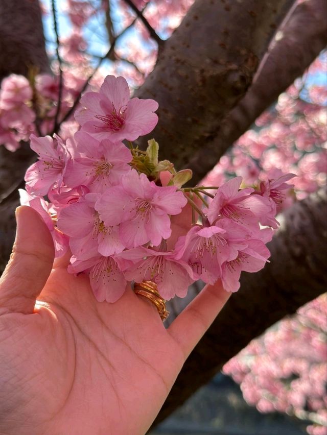 Kawazu Cherry Blossom Festival: Early Spring Magic