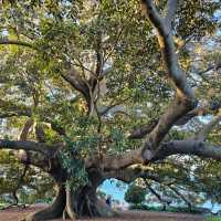 A Green Escape: Royal Botanic Garden Sydney