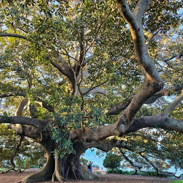 A Green Escape: Royal Botanic Garden Sydney