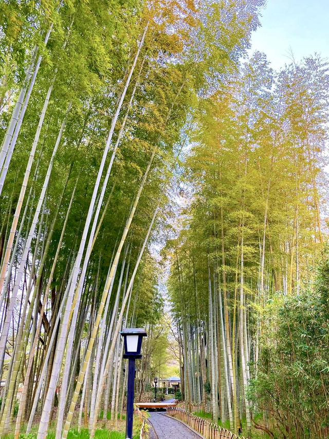 A Local Stroll Through Shuzenji – Temples, Blossoms & Comfort Food