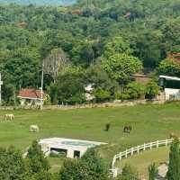 Oliva View De’café