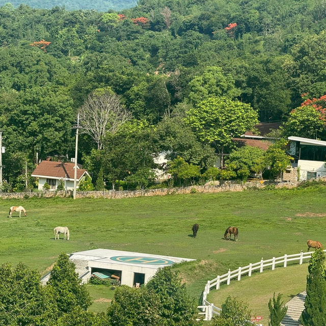 Oliva View De’café