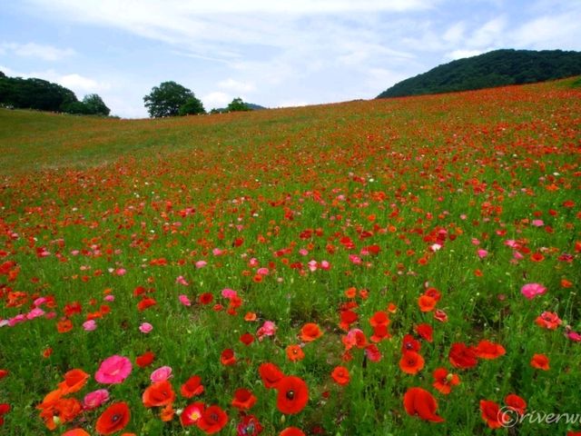 【埼玉県】奥秩父に広がる真っ赤なじゅうたん「天空のポピー」