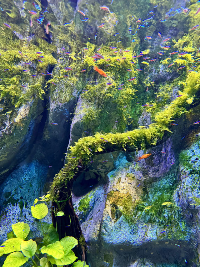 Dive into Wonder: A Day at Lotte World Aquarium