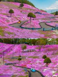 เทศการชิบะซากุระ Higashimokoto Shibazakura Park🌸