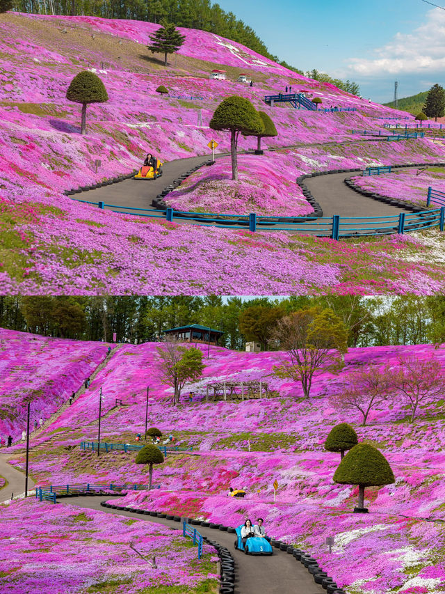 เทศการชิบะซากุระ Higashimokoto Shibazakura Park🌸