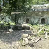 ~歡樂端午節~ 清遠寶龍野生動物園