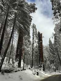 The Most Famous Trees In The World, The Towering Red Trunks Of Sequoia 🌲 