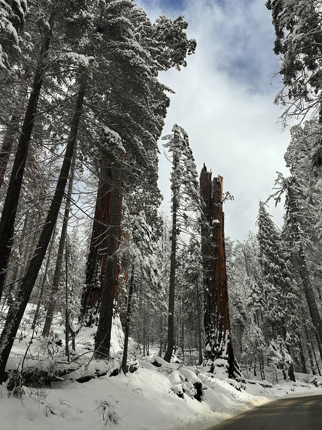 The Most Famous Trees In The World, The Towering Red Trunks Of Sequoia 🌲 