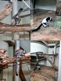 🌟 A Wonderful Day at Taipei Zoo