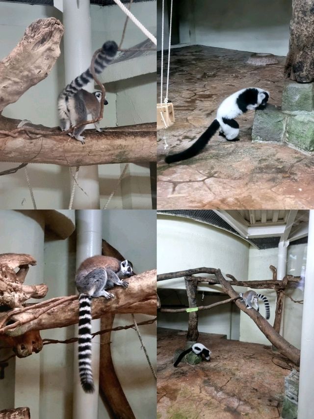 🌟 A Wonderful Day at Taipei Zoo