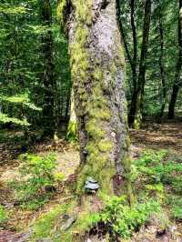 Eifel National Park – Germany’s Living Wilderness