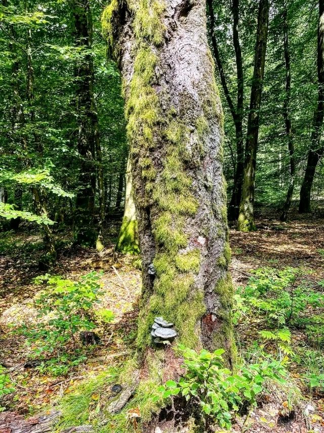 Eifel National Park – Germany’s Living Wilderness