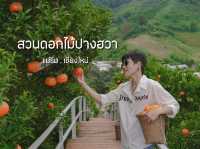 สวนดอกไม้ ป้างฮวา สวนส้ม เขียงใหม่