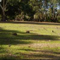 🇦🇺 Melbourne Southeast | Secret Wetland Paradise — A Bird Lover’s Heaven! 🦆🦜