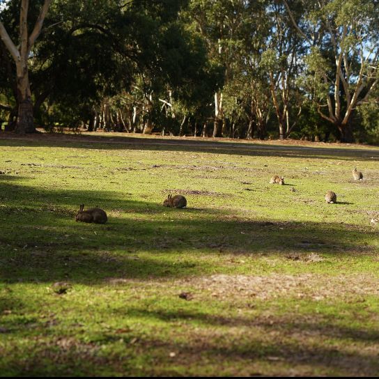 🇦🇺 Melbourne Southeast | Secret Wetland Paradise — A Bird Lover’s Heaven! 🦆🦜