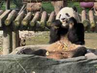 性價比超高的動物園