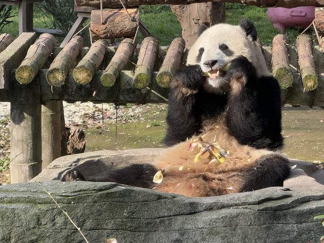 性價比超高的動物園