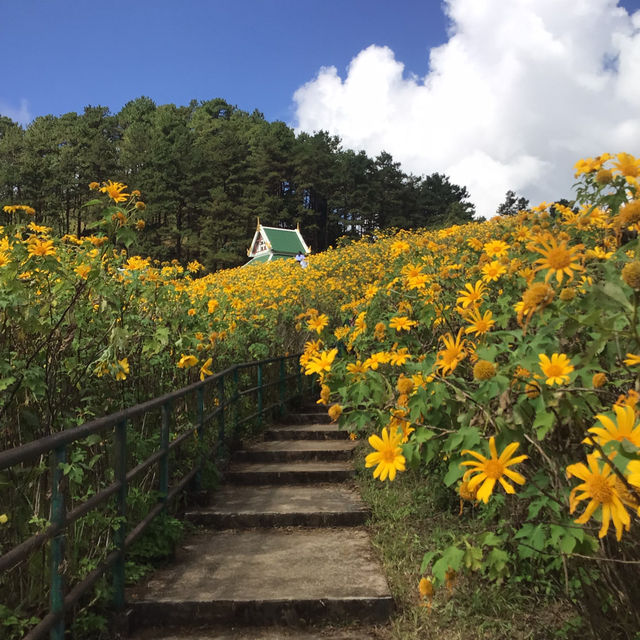 🌼ทุ่งบัวตองดอยแม่อูคอ🌼