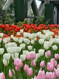 สวนดอกไม้ฟีลยุโรป🌷ใกล้แค่ระยอง🚗