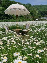 ☺️아산 샤스타데이지 카페 카페지새울🌳