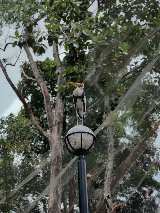 Birds, Beauty & Tropical Vibes at KL Bird Park 🦜🌴