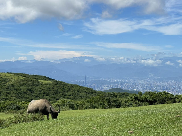 擎天崗天氣晴