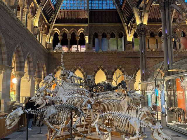 Oxford's Hidden Gem: The Pitt Rivers Museum 🇬🇧✨