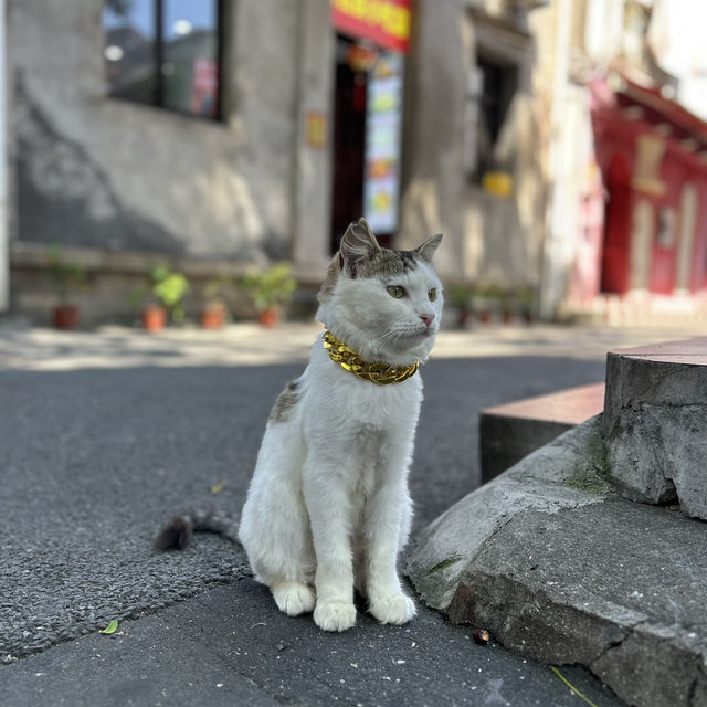 Gulangyu on a Budget: How to Conquer the ‘Piano Island’ Without Going Broke"** 🎹🏝️   