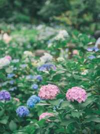 都内とは思えない圧巻の紫陽花が綺麗な穴場スポット