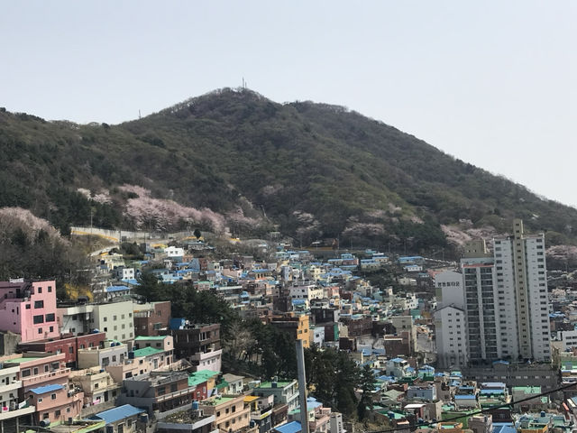 🎨 Gamcheon Culture Village – หมู่บ้านสีพาสเทล