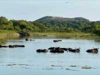 Wild Times at Yala National Park