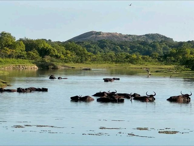 Wild Times at Yala National Park