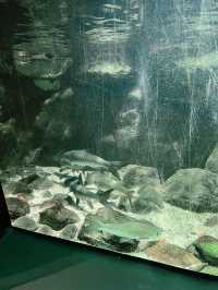 “Explore Malaysia’s Aquatic Wonders at Akuarium Negara”