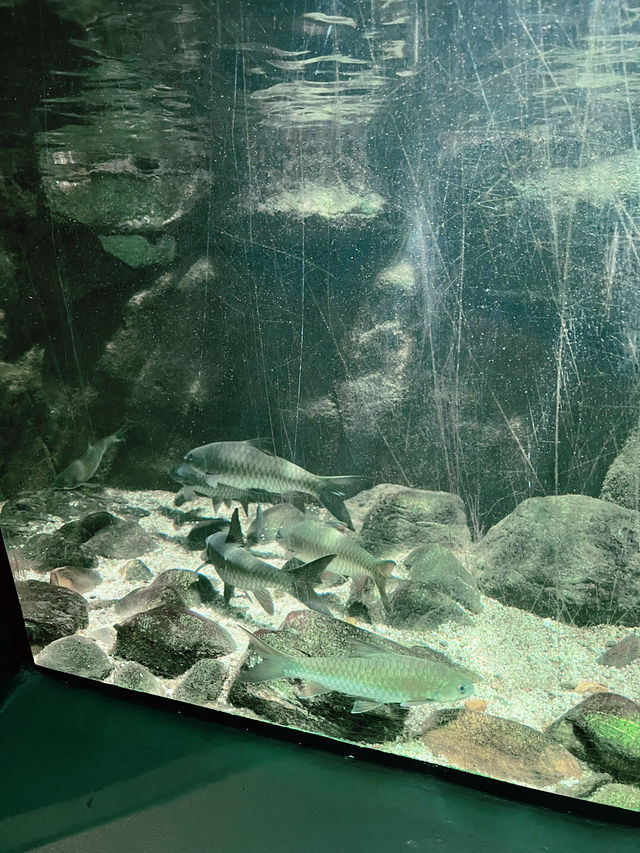 “Explore Malaysia’s Aquatic Wonders at Akuarium Negara”