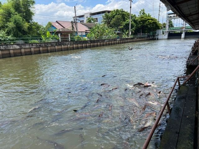 วังมัจฉา วัดกระทุ่มเสือปลา อ่อนนุช
