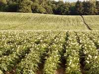 🌿 Solo Escape to Farm Tomita Lavender Fields (East)
