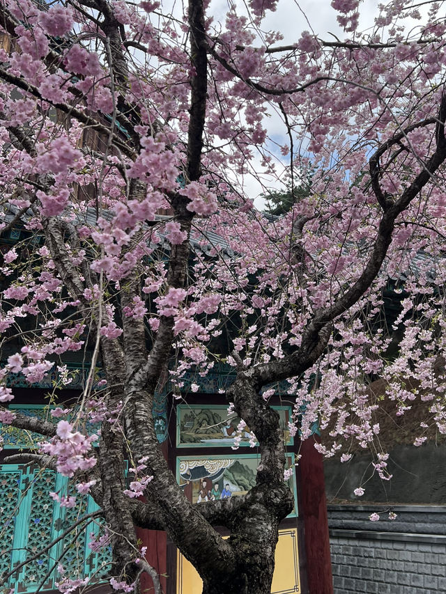 벚꽃이 피는 계절
