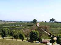 Tea with a View? Say Less! Choui Fong is Pure Bliss