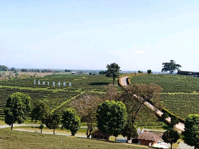 Tea with a View? Say Less! Choui Fong is Pure Bliss