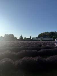 Lavender Land推介🪻