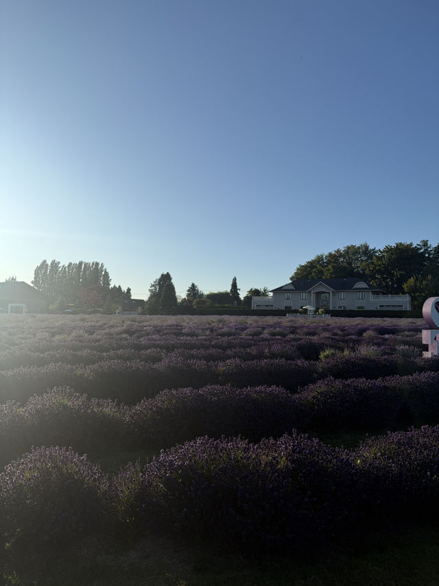 Lavender Land推介🪻