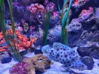 Exploring SEA LIFE