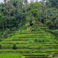 Tegallalang Rice Terrace, Ubud, Bali